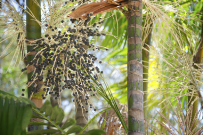 Superfood Liste - Acai Beeren direkt auf dem Baum im Regenwald